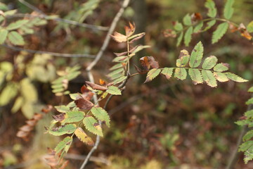 rowan leaves without berries