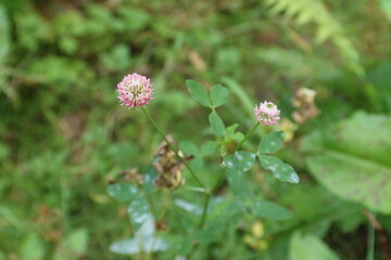 pink clover in the forest