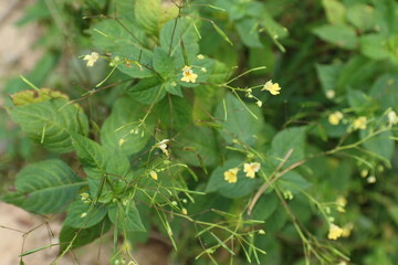 primrose, small flowering plants in the field