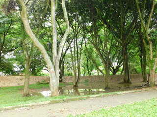 tree in the park árbol en el parque