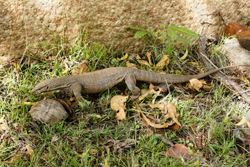 Land monitor lizard (thalagoya) crawling on grass, Sri Lanka