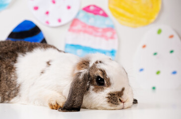 Osterhase
