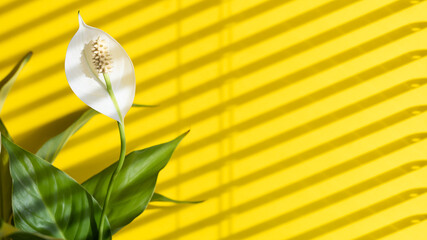 spathiphyllum, peace lilies, flower female happiness, flowering, yellow background, trend 2021, hard shadows. closeup. copy space, place for text. banner