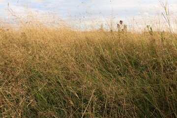 dry tall grass on the field. forest in the background. autumn, Russia