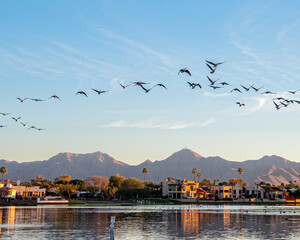 Canadian geese © Arrecife Photography