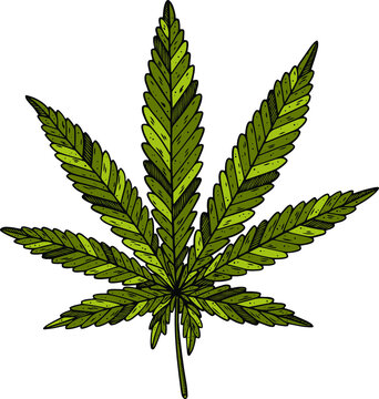 Vector illustration of green cannabis leaf on white background.