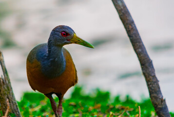 ipecaá o rascón cuello rojo (Aramides ypecaha)