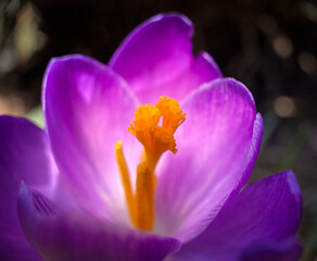 Fototapeta na wymiar Purple flower blooming