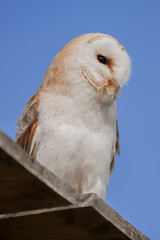 Common barn owl,Tyto albahead sitting on the wooden roof over the clear blue sky