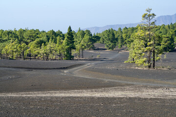Black paths through green pines