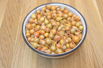 Small onion seedlings for planting in the garden - onion propagation concept