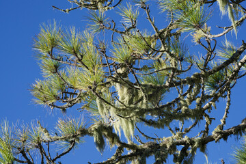 lichen at a pine