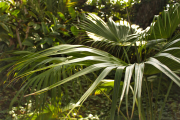 Naklejka na ściany i meble Green vegetation in a botanical garden