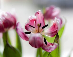 Withered pink tulips,macro photography ,background