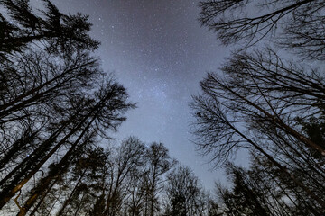Fototapeta premium trees and sky
