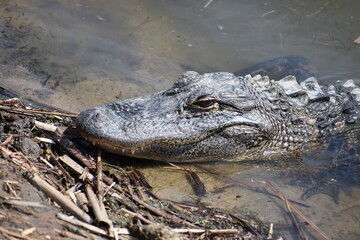 South Carolina alligator basking in sun on a spring day