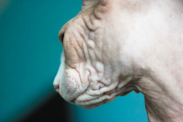 Portrait of a grey purebred Canadian Sphynx cat with a wrinkled skin and white muzzle close-up. A bald cat looking on the left. Lovely pets and exotic animals at home. Place for text, blue background.