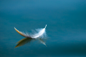 Fine art - The reflection of a colorful feather on the still blue water