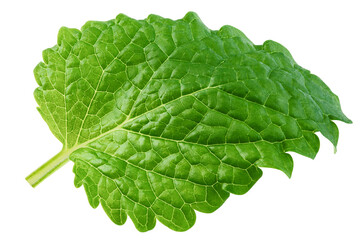 Melissa leaf, lemon balm isolated on white background, clipping path, full depth of field