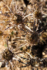 Dry thistle plant under the sun in the mountain