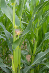 Close up of corn on the cob in a field