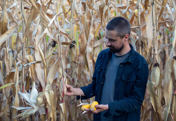 Portrait of a bearded Caucasian farmer holding corn in his hands. Agricultural farm field. Harvest season. The man smiles.