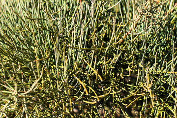 Equisetum Arvense plant in the mountain