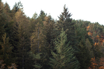 View of a hill covered with trees. Autumn colorful vibrant foliage in the day time. Breathtaking nature. 