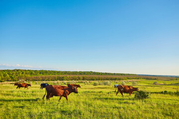 Cows grazing on a green meadow