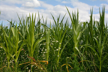 Fototapeta na wymiar Corn field with meadow flowers and blue sky