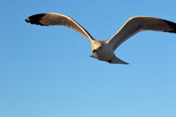 Seagull