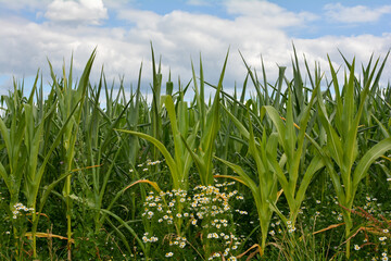 Corn field with meadow flowers and blue sky