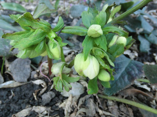 
Spring awakening, the first flowers make their way upstairs.