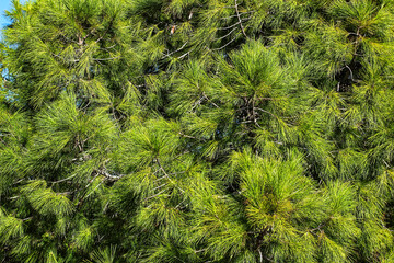 Pinus Halepensis in the mountain in Alicante