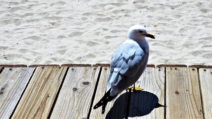 seagull on the boardwalk
