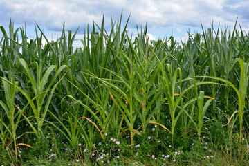 Close up of a corn field with blue sky