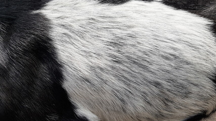 Vieh Tierzucht Fell Haut schwarz weiß gefleckt struppig Ziege borsten borstig rau wild Tierpark Park Struktur Haare haarig Muster Maserung Linien Kontur Fauna Makro Zoo draußen Kuh Weide weiden