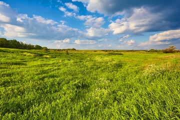 Fototapeta premium Green field under blue clouds sky.