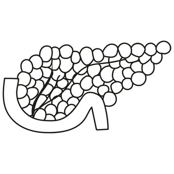 pancreas in doodle style organ of human
