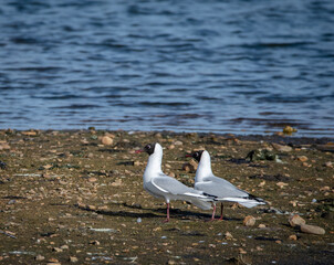Two Black Headed Gulls on a small island, with choppy water in the background. 