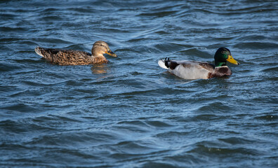 Male and female mallard ducks swimming in choppy water