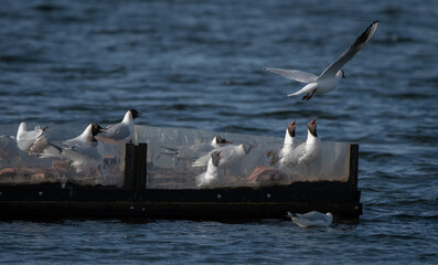 Flock of Black headed gulls, perched on an artificial island in a lake which is choppy due to wind. 