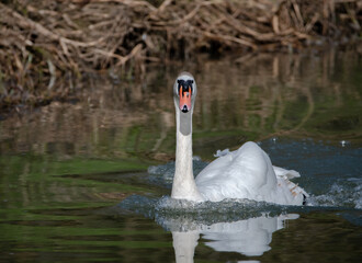 Single Mute swan swimming fast towards the camera with weeds and grasses in the background. 