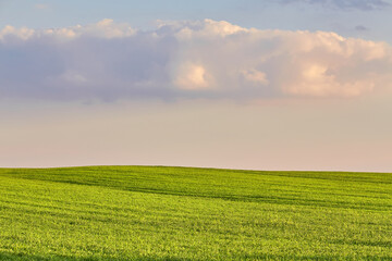 Obraz premium Green field under blue clouds sky.