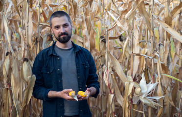 Portrait of a bearded Caucasian farmer holding corn in his hands. Agricultural farm field. Harvest season. The man smiles.