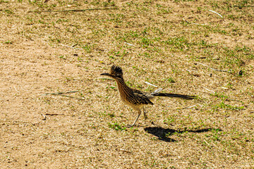 A roadrunner captured in the park