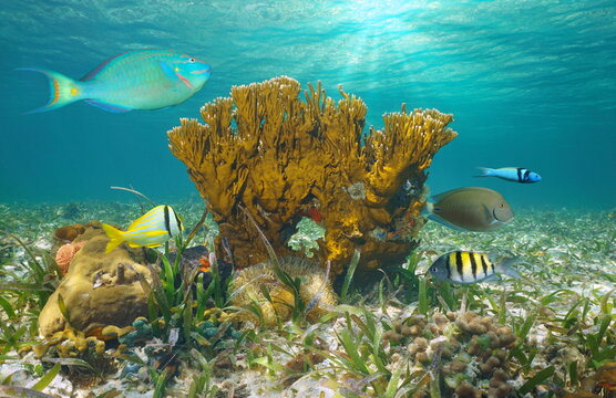 Marine life in the ocean, tropical fish with fire coral underwater, Bahamas