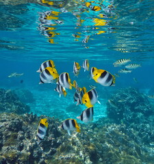 Fototapeta na wymiar Group of tropical fish in the ocean partially reflected under water surface, double-saddle butterflyfish, south Pacific, French Polynesia