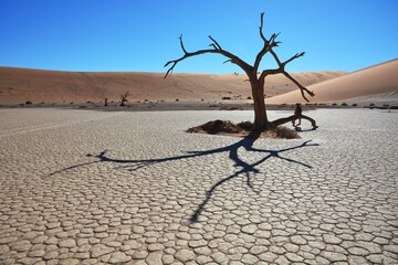 Kameldornbaum vor den Sanddünen bei der Düne 45 im Namib-Naukluft Nationalpark. 