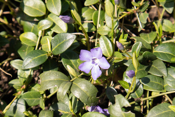 Dwarf periwinkle (vinka minor)